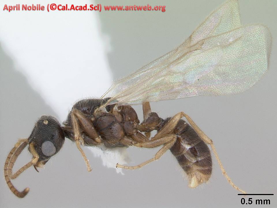 LATERAL LATERAL